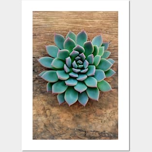 Succulent plant Posters and Art